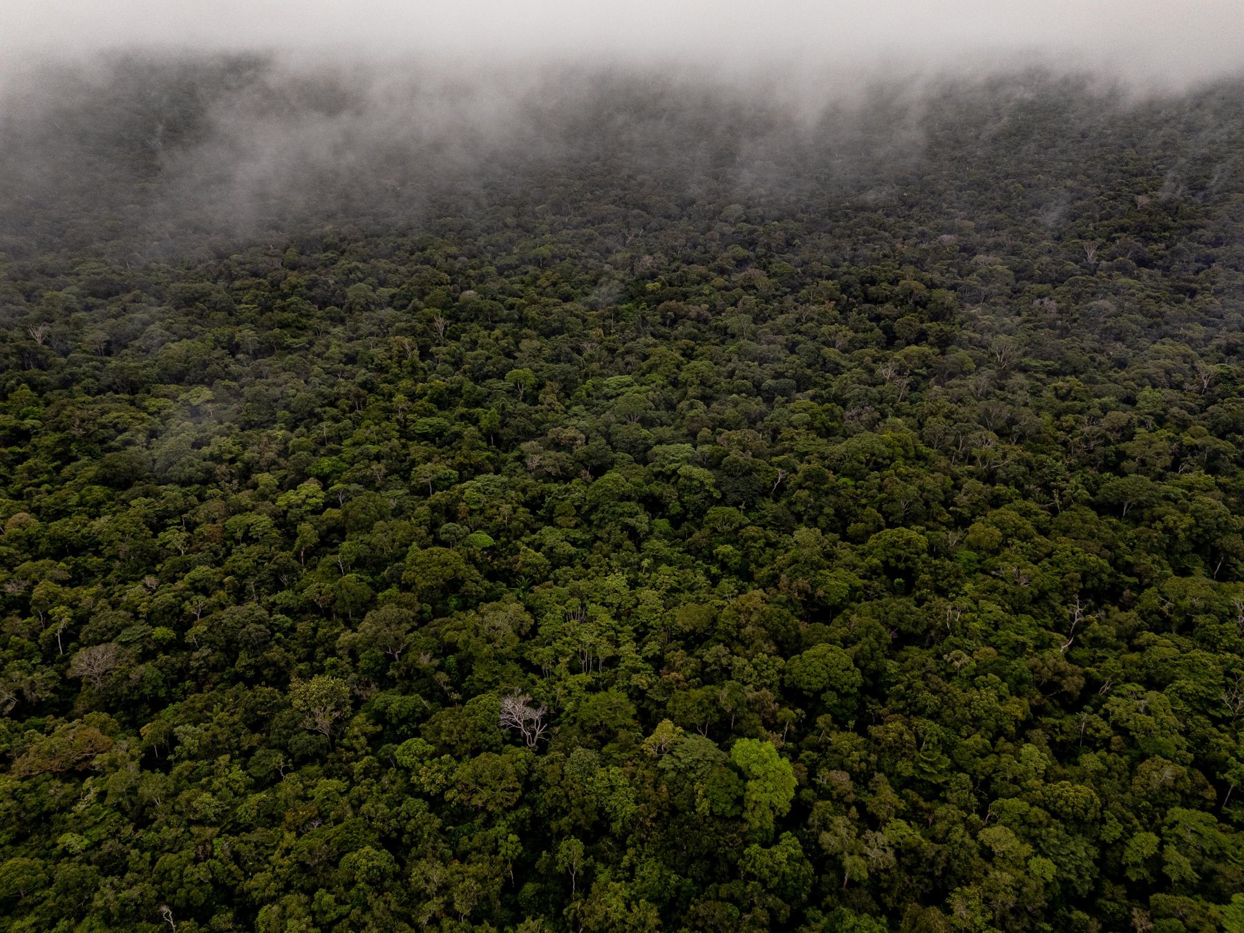Morning fog lifting off the canopy, from the air