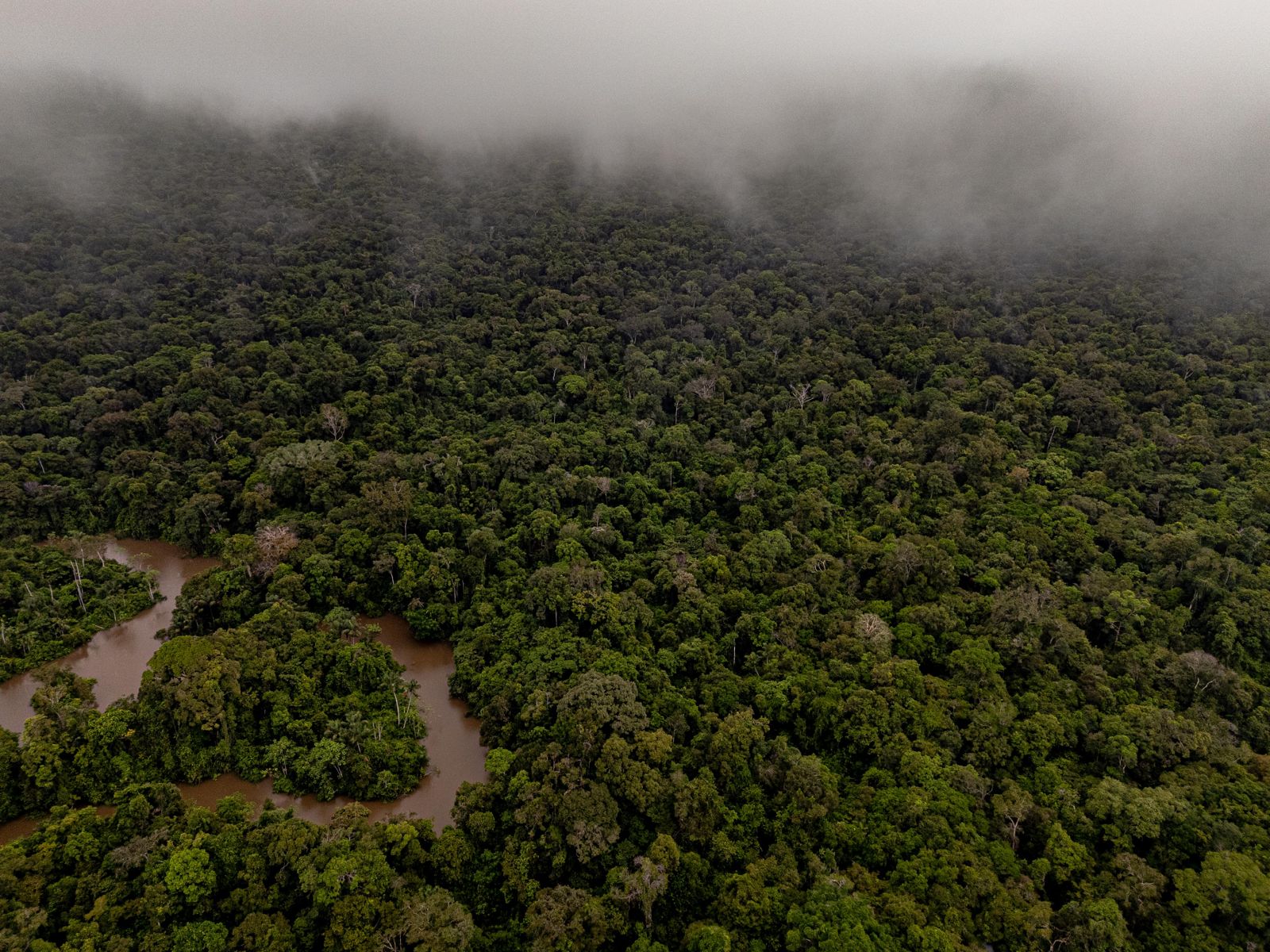 Morning fog lifting off the canopy above a river