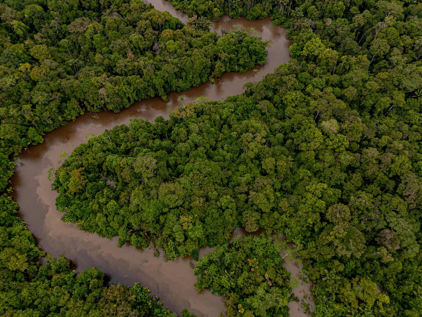 A meandering river through unbroken canopy, from the air